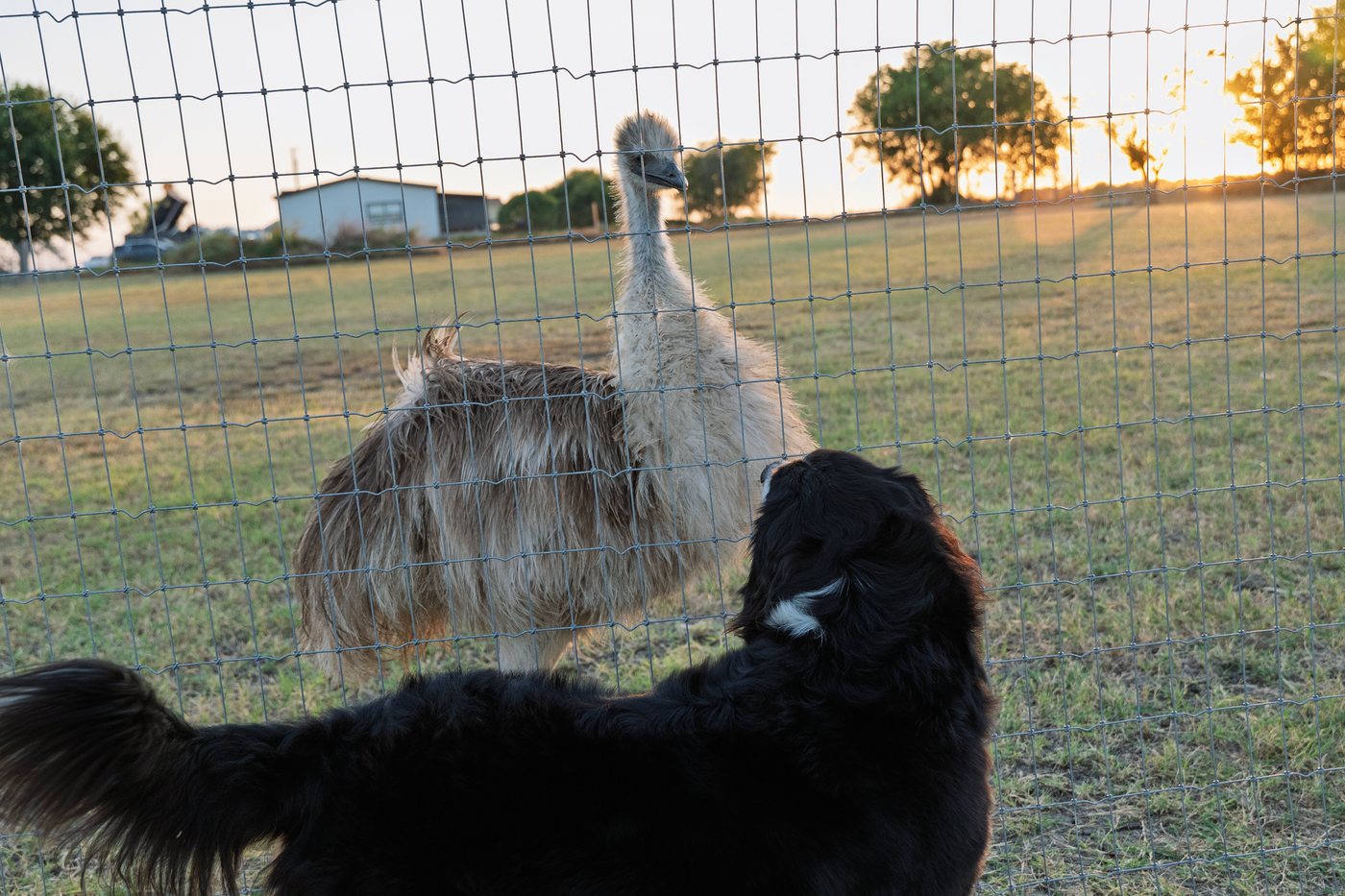 Maggie beside the fence with an emu just behind it