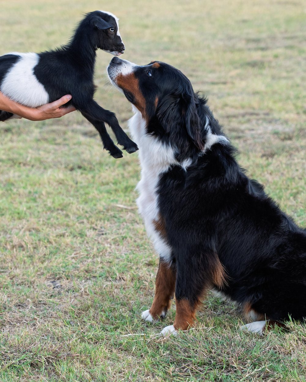 Maggie greeting a baby goat held up to her