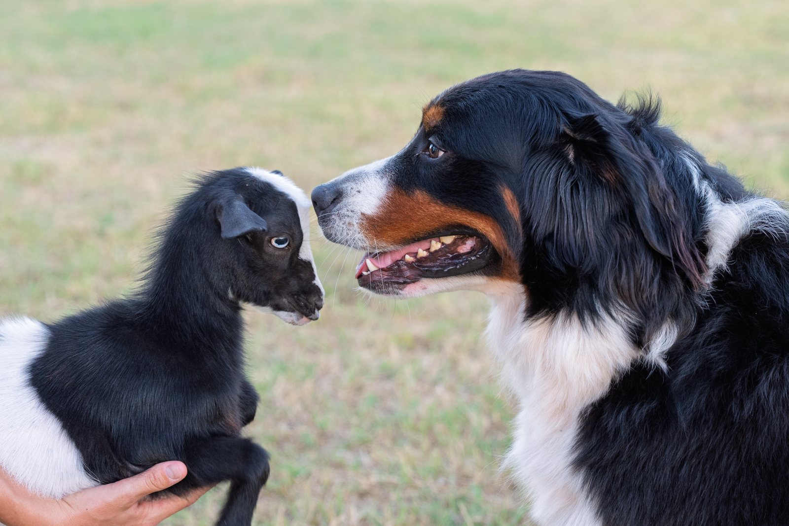 Maggie nose to nose with a baby goat