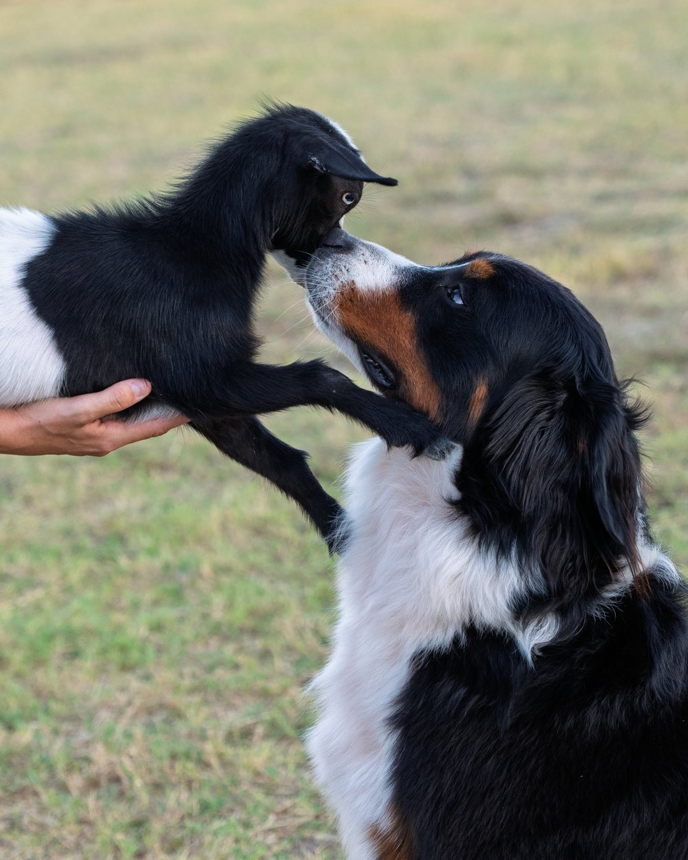 Maggie leaning in to nuzzle a baby goat held up to her