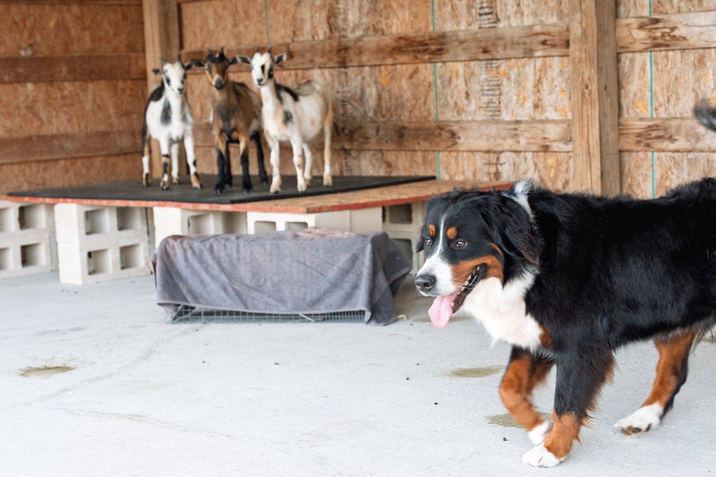 Maggie watching the goats on their barn platform