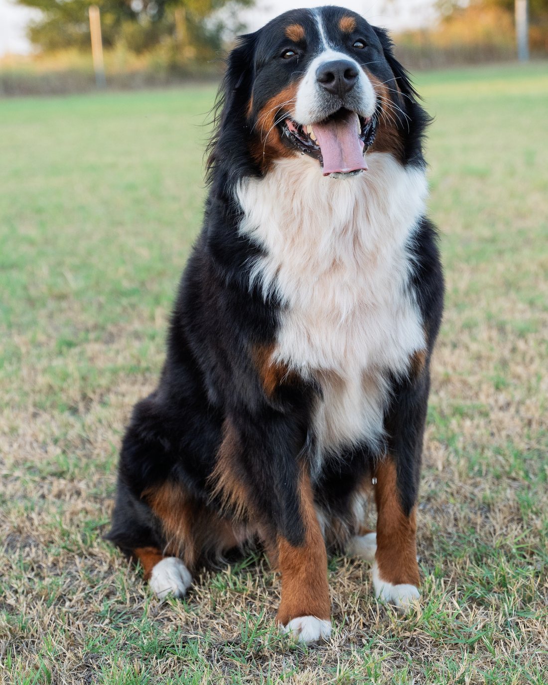 Maggie, a Bernese Mountain Dog, sitting in the pasture at golden hour