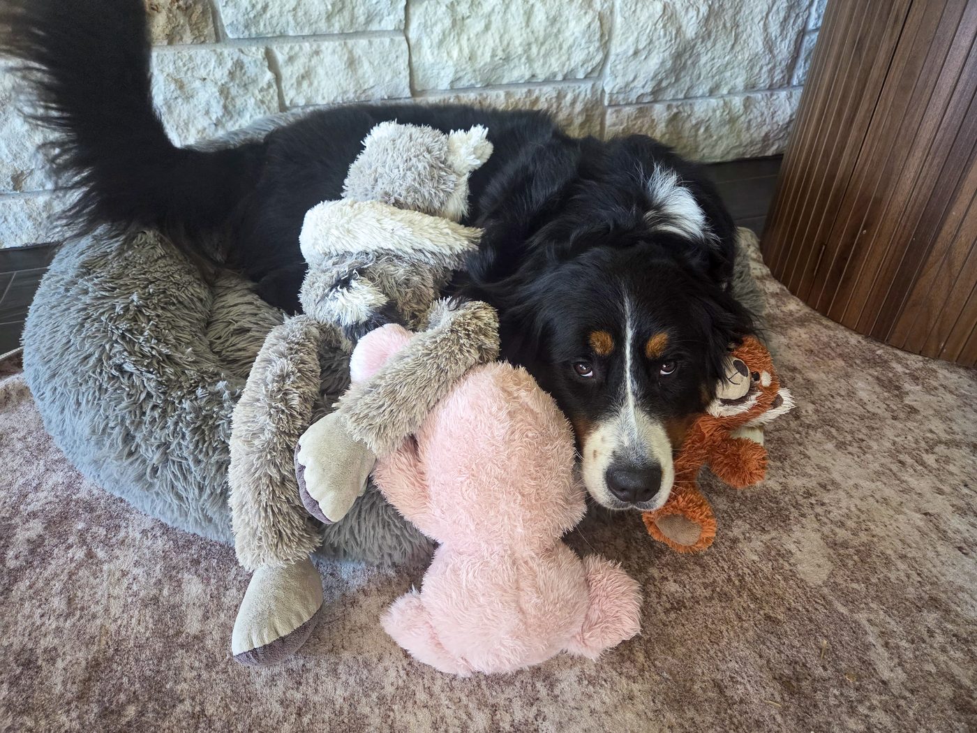 Maggie curled up in her bed surrounded by stuffed animals