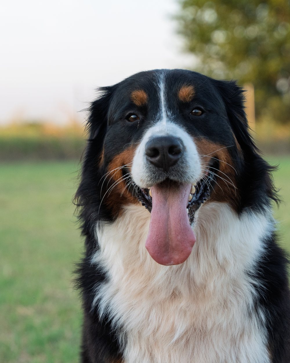 Maggie, a tri-color Bernese Mountain Dog, facing the camera