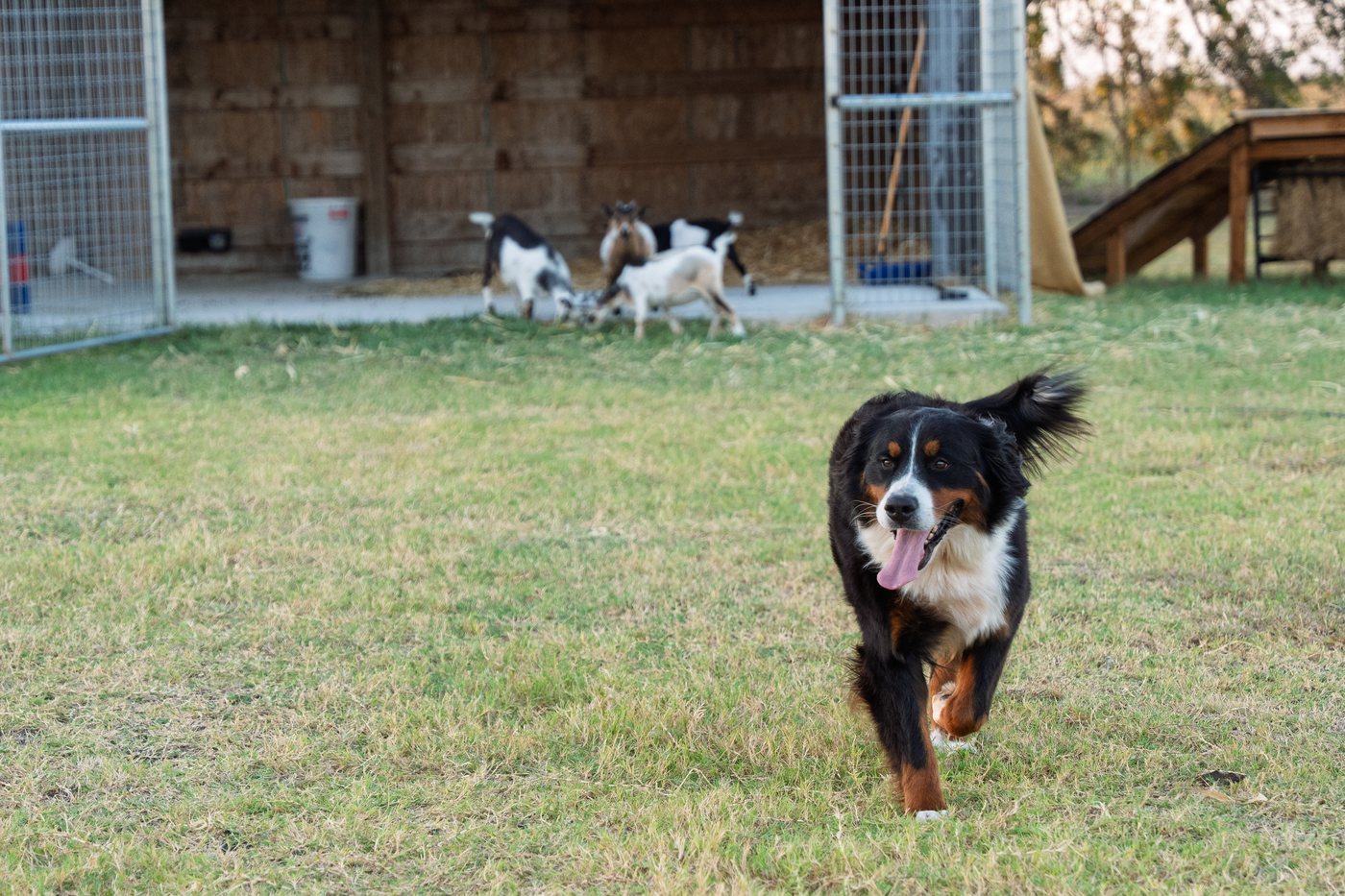 Maggie running across the open pasture at the Georgetown ranch
