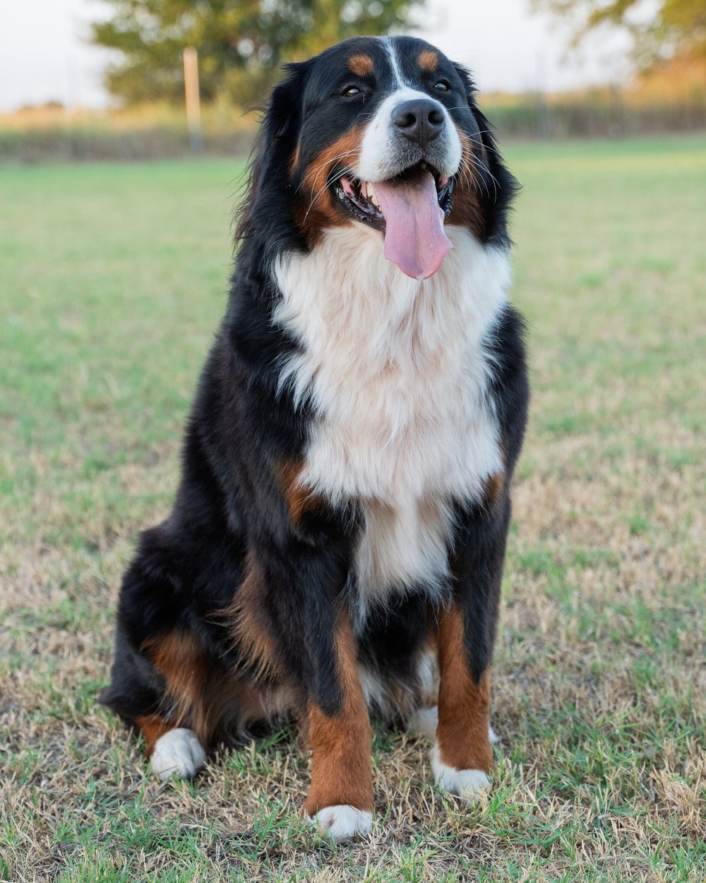 Maggie sitting calmly in the pasture at golden hour