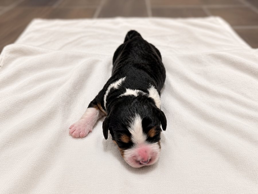Clover, a black tri-color Bernedoodle puppy with a white blaze, on a cream blanket