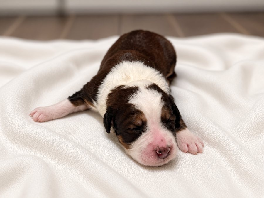 Honey, a brown tri-color Bernedoodle puppy, asleep on a cream blanket