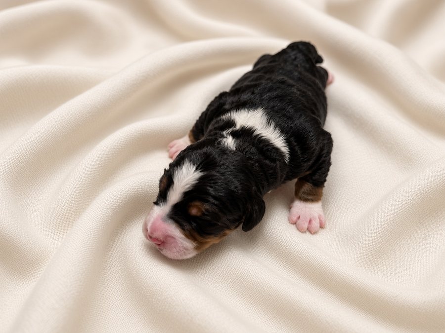 Sprout, a black tri-color Bernedoodle puppy with a white blaze, on a cream blanket