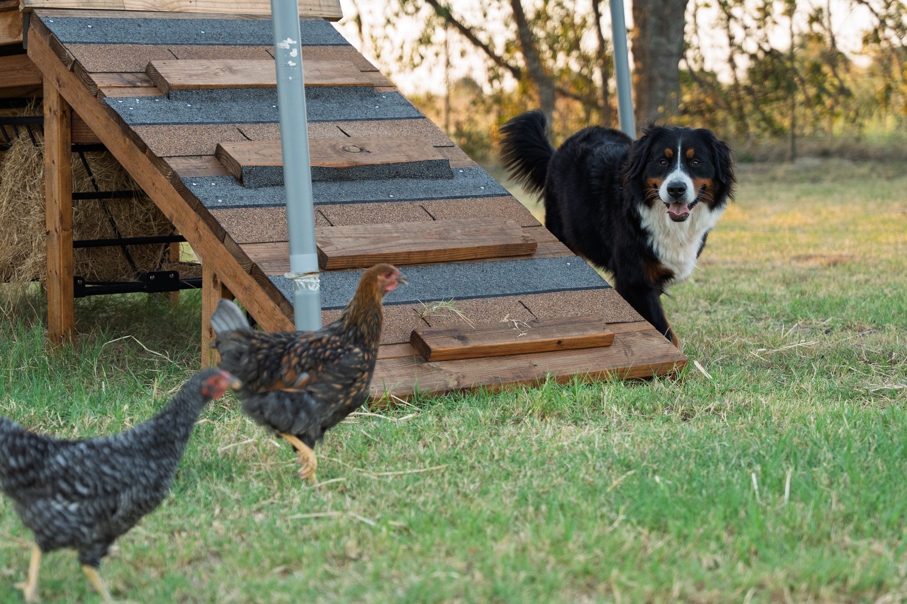 Maggie trotting past the chicken coop ramp with two hens in the foreground