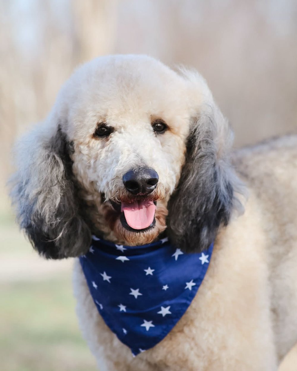Sonny, a cream and grey sable Standard Poodle wearing a blue star bandana