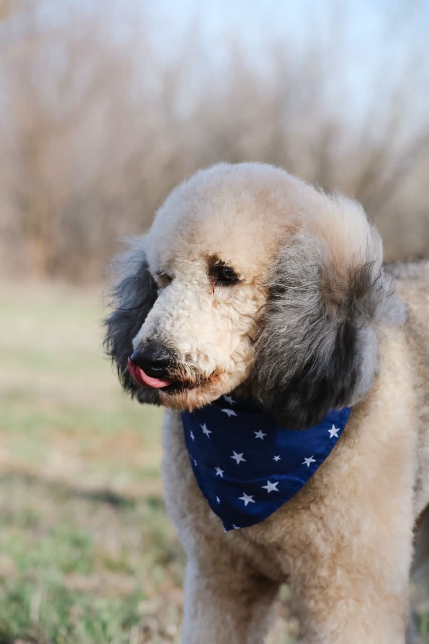 Sonny the Standard Poodle in profile, wearing a blue star bandana