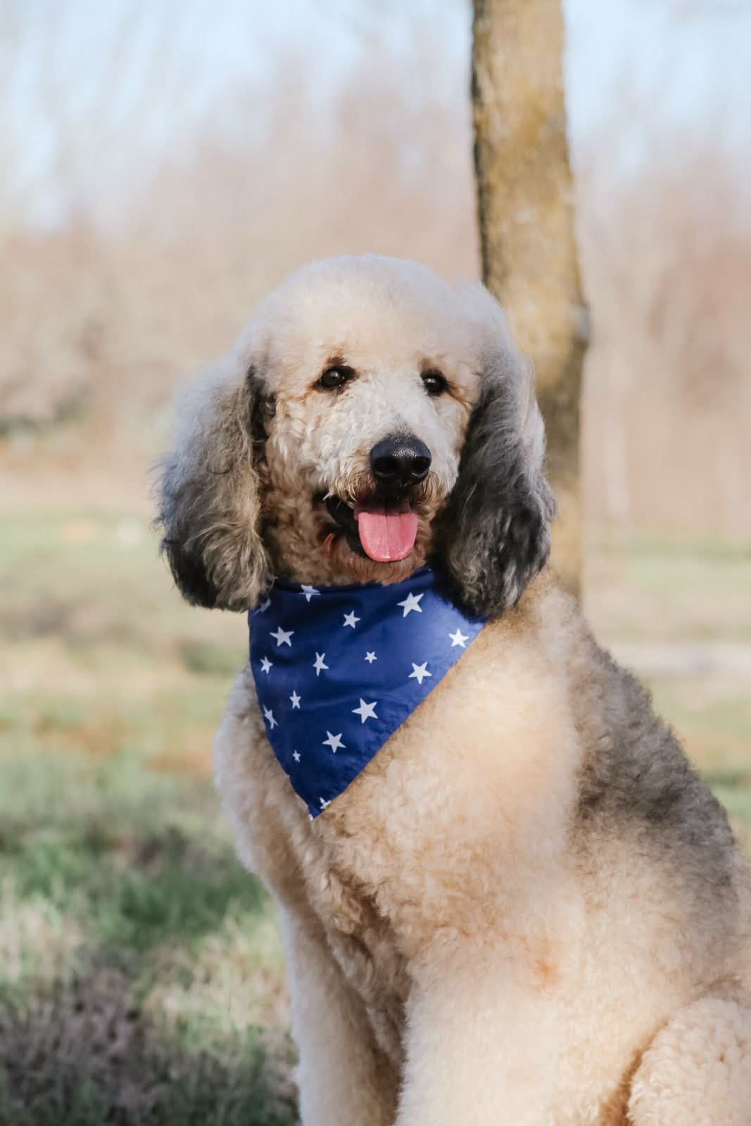 Sonny the Standard Poodle sitting under a tree in a blue star bandana